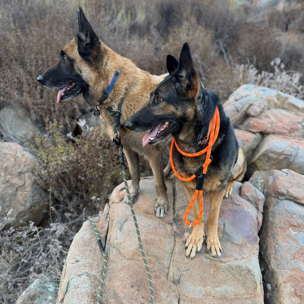 Venture Leash - Bryce Canyon Orange