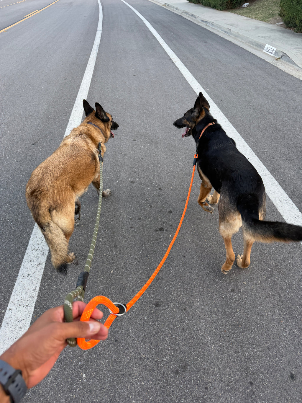 Venture Leash - Bryce Canyon Orange
