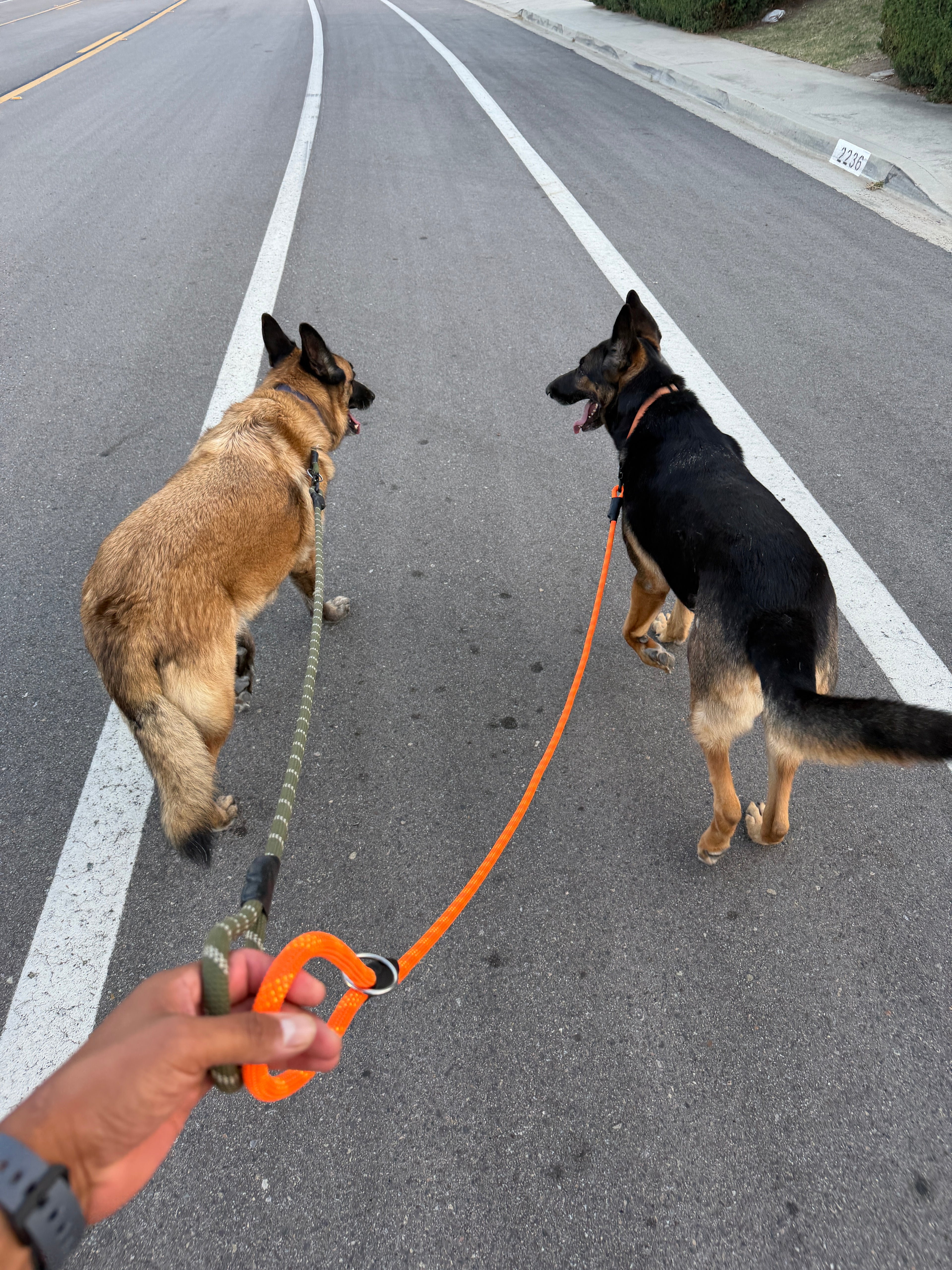 Venture Leash - Bryce Canyon Orange