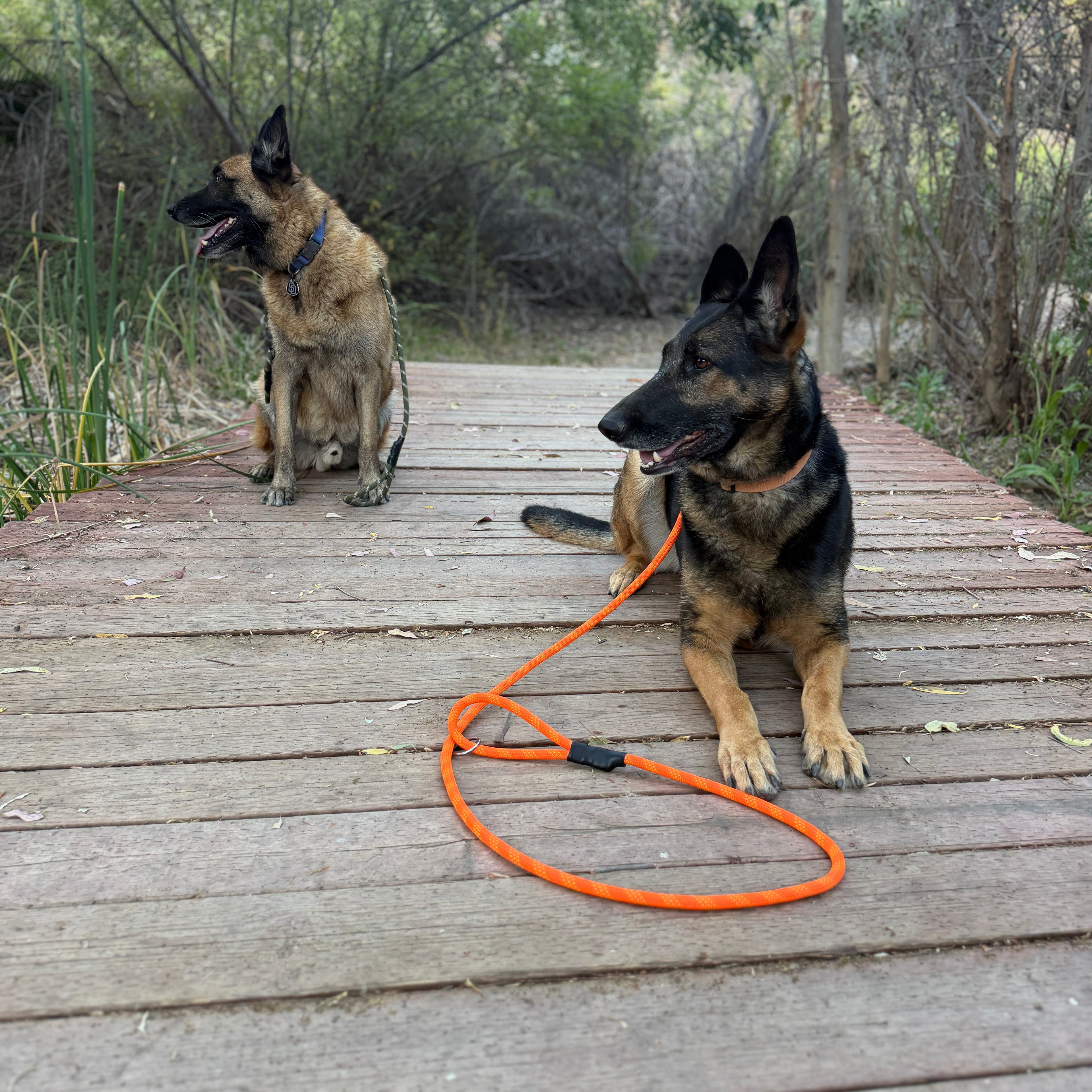 Venture Leash - Bryce Canyon Orange